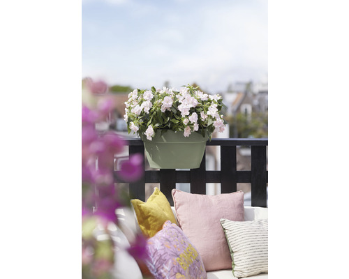 Bloempot met witte bloemen op een balkon met kussens.