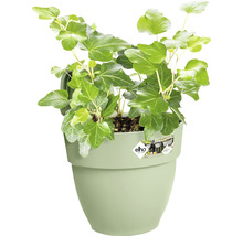 Klimop in plantenbak
