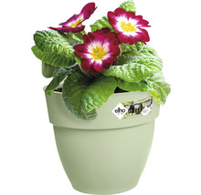Sleutelbloem in een bloempot