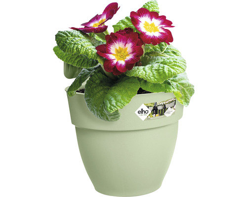 Sleutelbloem in een bloempot