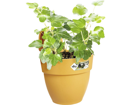 Klimop in een gele plantenbak