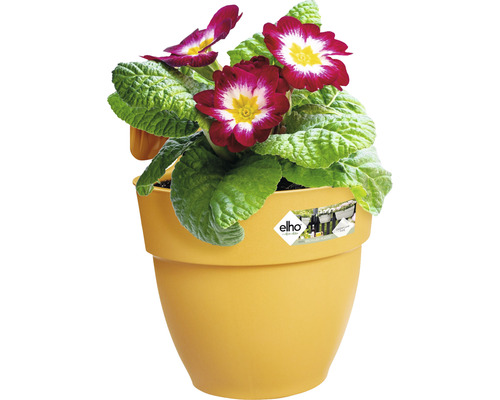 Primula in gele bloempot