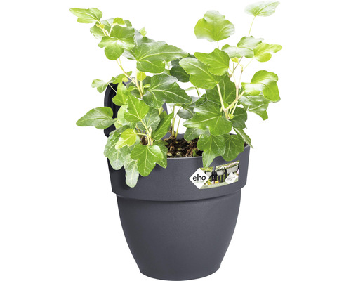 Klimop in een kunststof plantenbak voor buiten