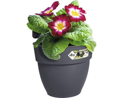 Sleutelbloem in een bloempot