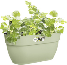 Groene klimop in een wandbloempot
