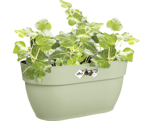 Groene klimop in een wandbloempot