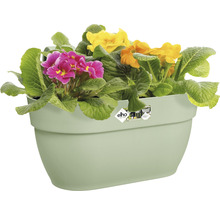 Bloempot met kleurrijke primula''s