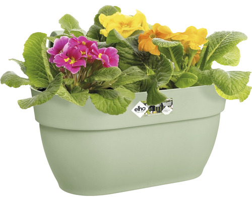 Bloempot met kleurrijke primula''s