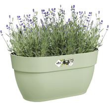 Lavendel in een langwerpige plantenbak