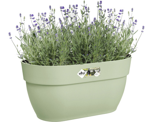 Lavendel in een langwerpige plantenbak