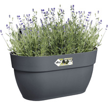 Grijze plantenbak met lavendelplanten
