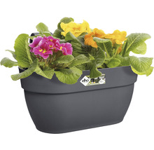 Grijze balkonbak met primula''s
