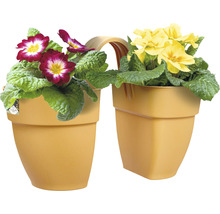 Dubbele bloembak met gele en rode primula''s