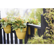 Gele balkonbakken met Celosia planten hangen aan een zwarte balkonreling.