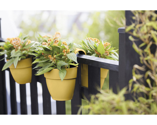 Gele balkonbakken met Celosia planten hangen aan een zwarte balkonreling.