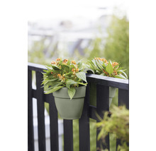Twee bloempotten met planten aan de reling