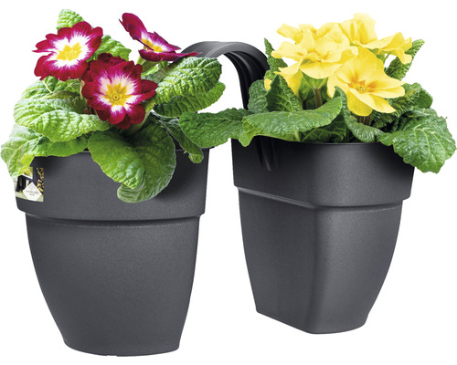 Dubbele balkonbak met rode en gele primula''s