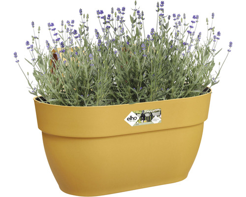 Bloempot met lavendel