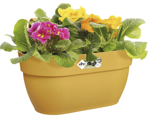 Gele bloembak met kleurrijke primula''s