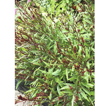 FLORASELF Prachtkaars Gaura lindheimeri potmaat 3 liter H 10-30 cm