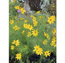 Groep Coreopsis planten met gele bloemen