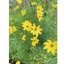 Gele Coreopsis bloemen met groene bladeren.