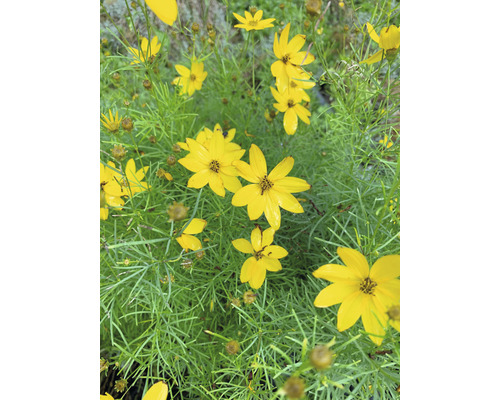 Gele Coreopsis bloemen met groene bladeren.