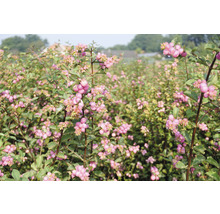 FLORASELF Sneewbes Symphoricarpus doorenbosii Magical® "Candy" potmaat Ø23 cm H 40-60 cm