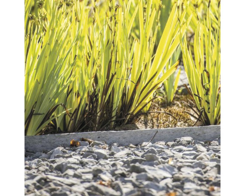 Nieuw-Zeelands vlas in een tuinbed met stenen
