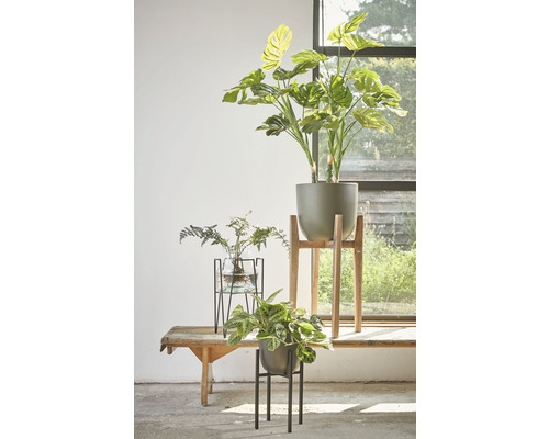 Arrangement van kamerplanten in potten op krukken voor een raam.