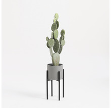 Cactus in grijze pot op zwarte standaard