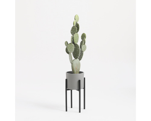 Cactus in grijze pot op zwarte standaard