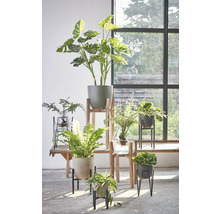 Diverse kamerplanten in potten en vazen op een tafel voor een raam.