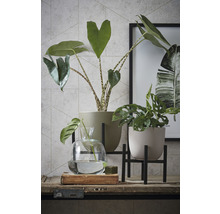 Decoratieve planten in potten en glazen vaas op een plank