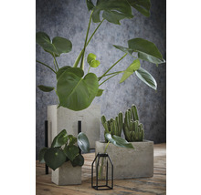 Verschillende planten in plantenbakken op een houten tafel