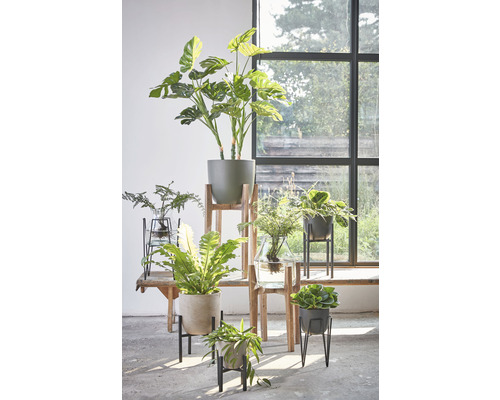 Diverse kamerplanten in potten en vazen, geplaatst op een tafel en een ladder voor een raam.