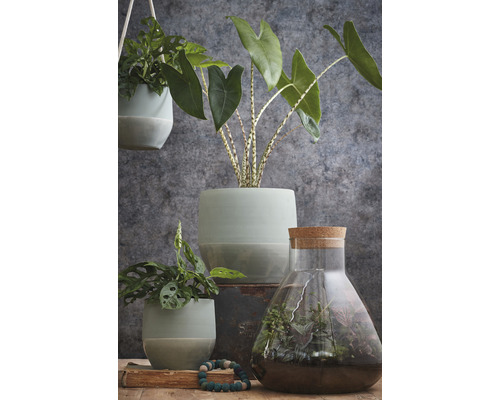 Plantenopstelling met kamerplanten in potten en een terrarium.
