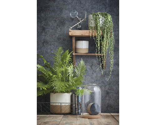 Decoratieve scène met kamerplanten, plank, boeken en glazen stolp