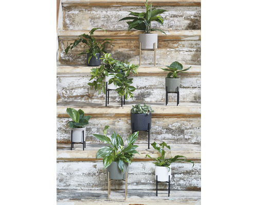 Decoratieve kamerplanten in bloempotten op een trappenhuis