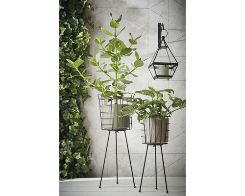 Twee kamerplanten in manden op plantenstandaards, naast een wandlamp met kaars.