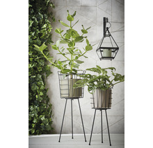 Decoratieve planten op plantenstandaards in een interieur, naast een klimopmuur en een lantaarn.