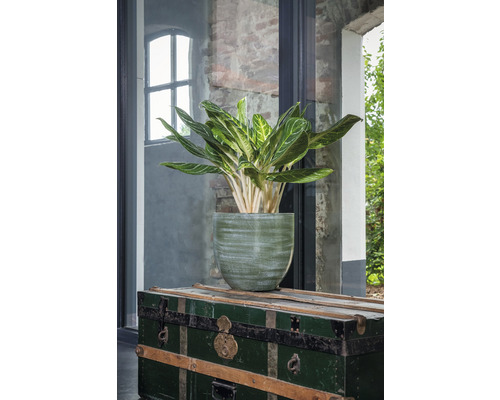 Kamerplant in een plantenbak op een oude kist