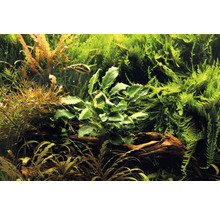 Aquarium met verschillende waterplanten op wortelhout