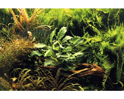 Aquarium met verschillende waterplanten op wortelhout