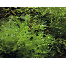 Aquariumplant levermos in detail