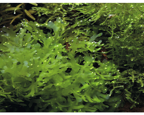 Aquariumplant levermos in detail