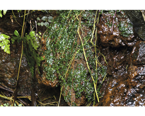 Close-up van mos op een rots