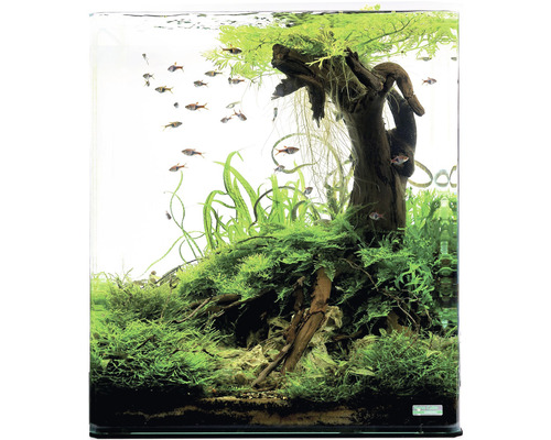 Aquarium met planten, wortelhout en vissen
