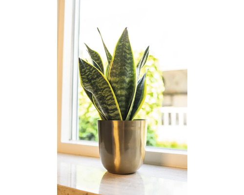 Sanseveria kamerplant in pot op een vensterbank