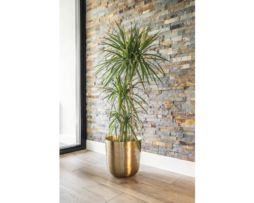 Drakenboom in een gouden plantenbak tegen een stenen muur